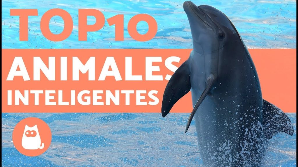 ¿Cuál es el animal más importante en el mundo? 4