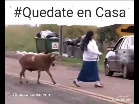 ¿Cuál es el animal que Dios no le dio inteligencia? 5