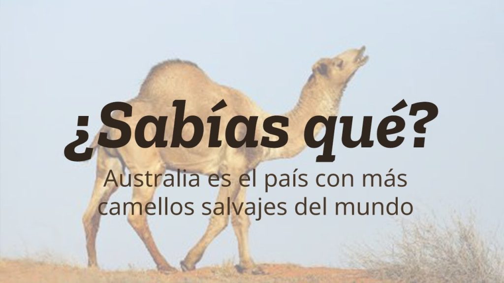 ¿Dónde hay más camellos en el mundo? 10