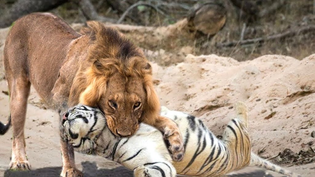 ¿Quién gana en una pelea entre un tigre y un león? 4
