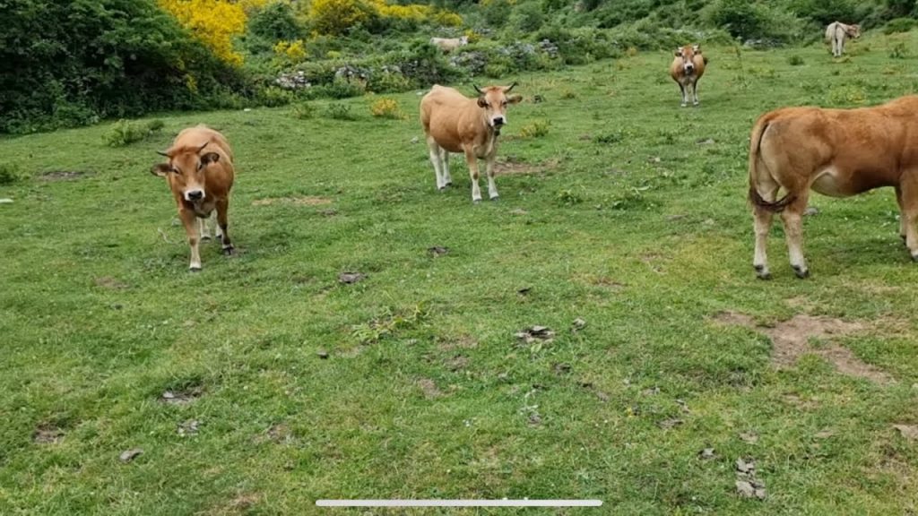 ¿Cómo se dice en asturiano las vacas? 3