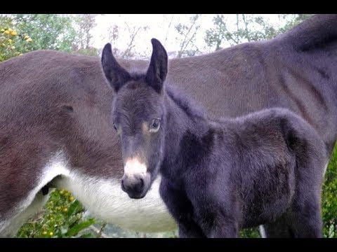 ¿Cómo se les dice a los hijos de las mulas? 1