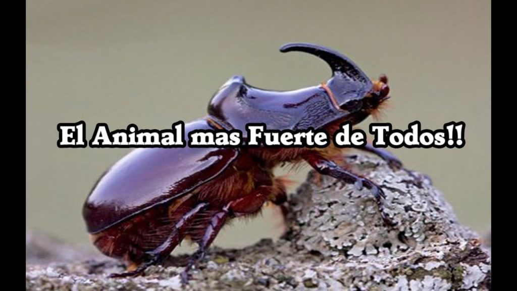 ¿Cuál es el animal más fuerte del mundo? 8