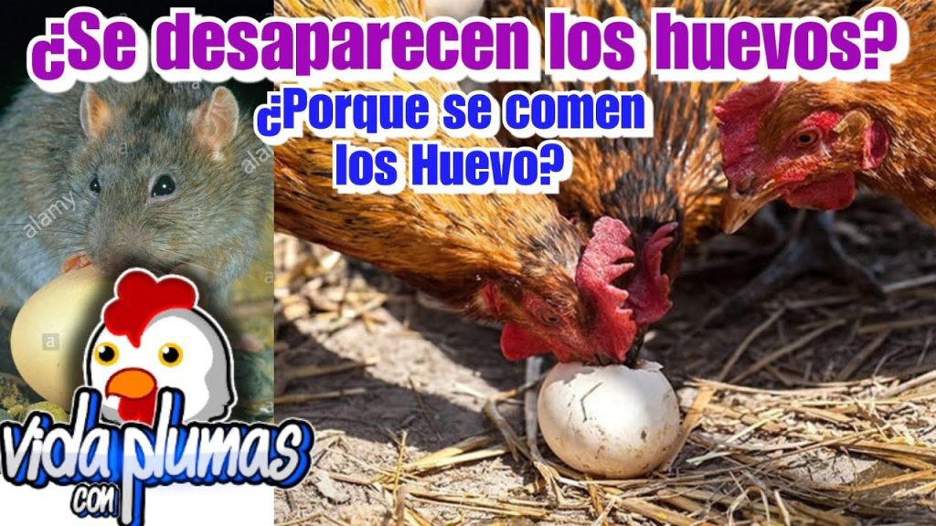 ¿Cuál es el animal que no se come? 9