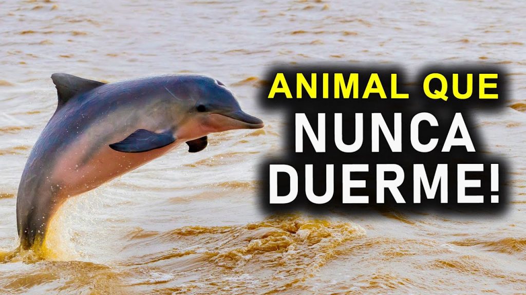 ¿Cuál es el animal que nunca duerme? 12