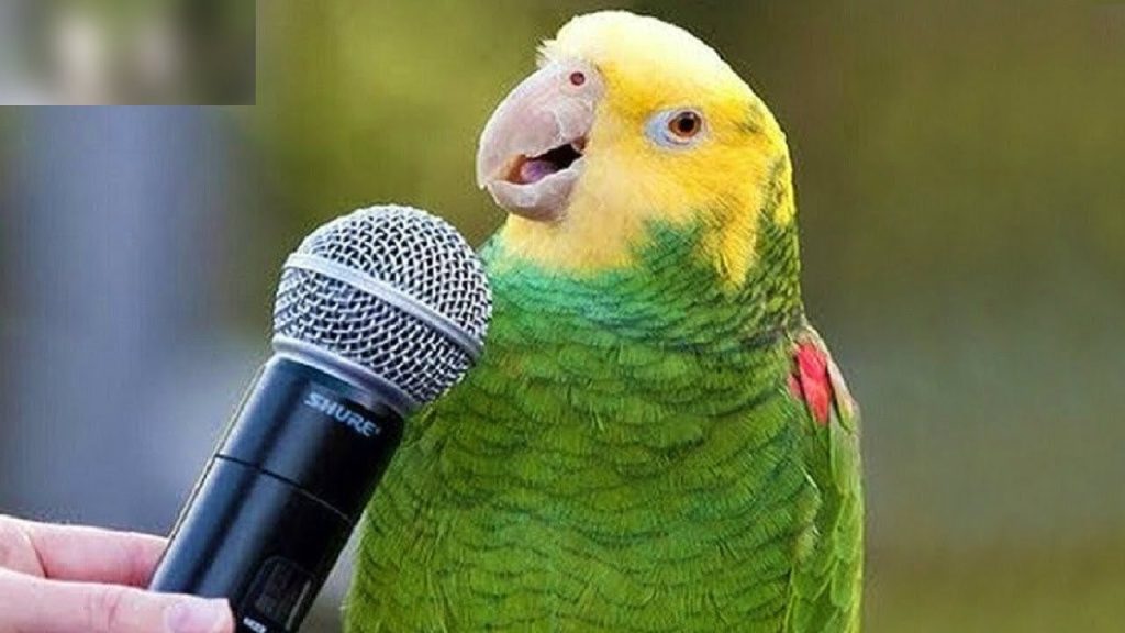 ¿Cuál es el ave que más habla? 2
