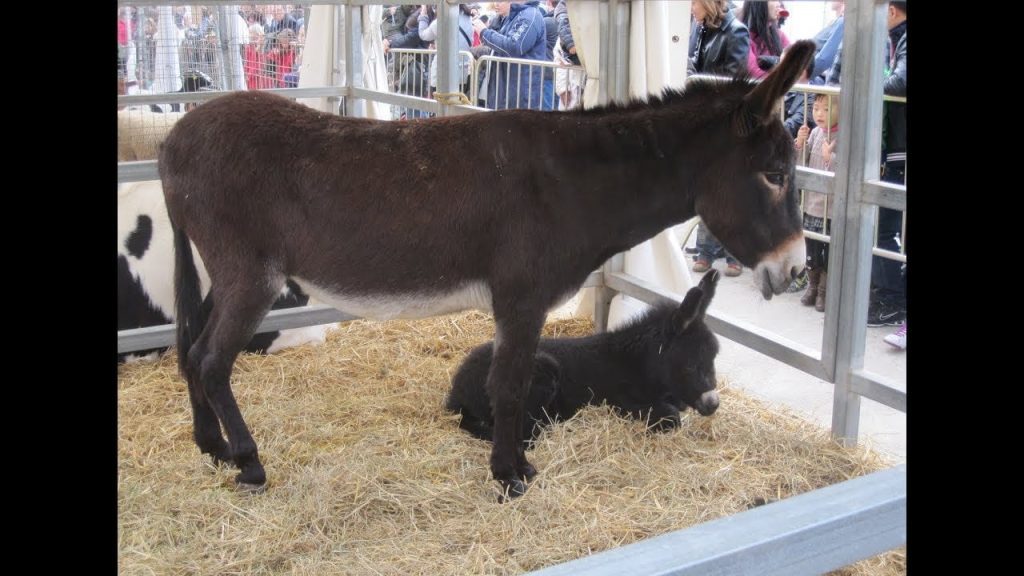 ¿Cuál es la diferencia entre un asno y un burro? 1