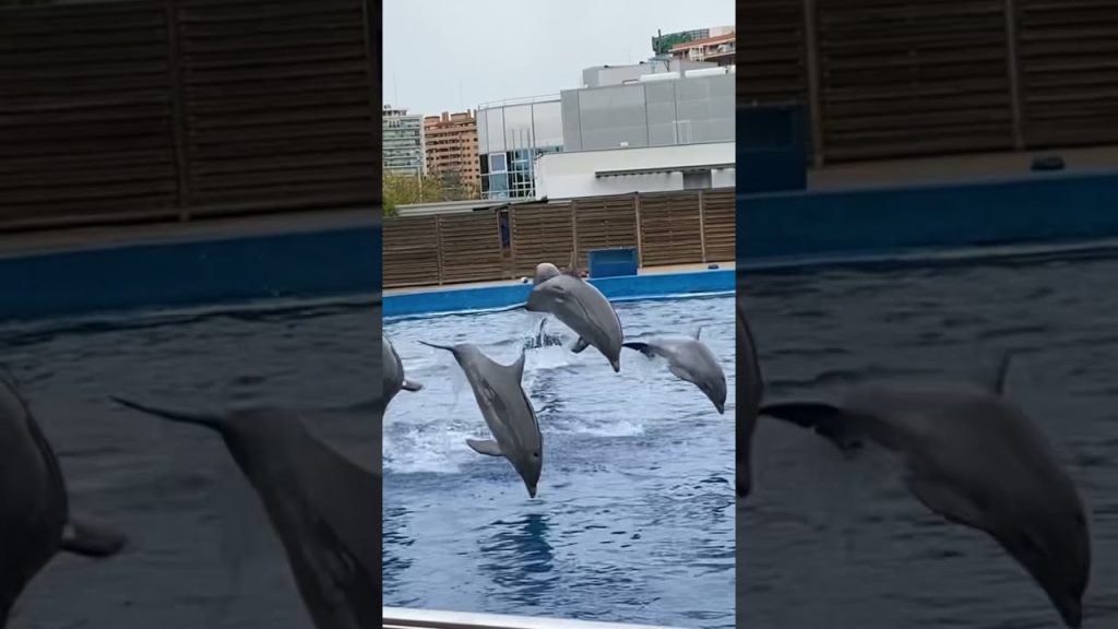 ¿Cuántos delfines hay en el Oceanogràfic? 3