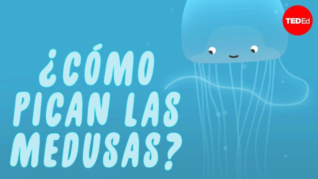 ¿Que les atrae a las medusas? 7