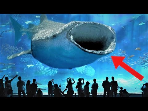 ¿Cuál es el acuario más grande de España? 2