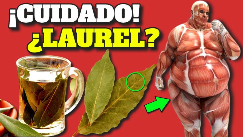 ¿Qué cura el laurel? 4