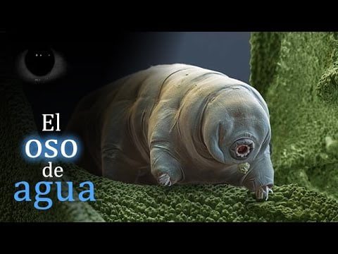 ¿Cuánto vive un osito de mar? 12