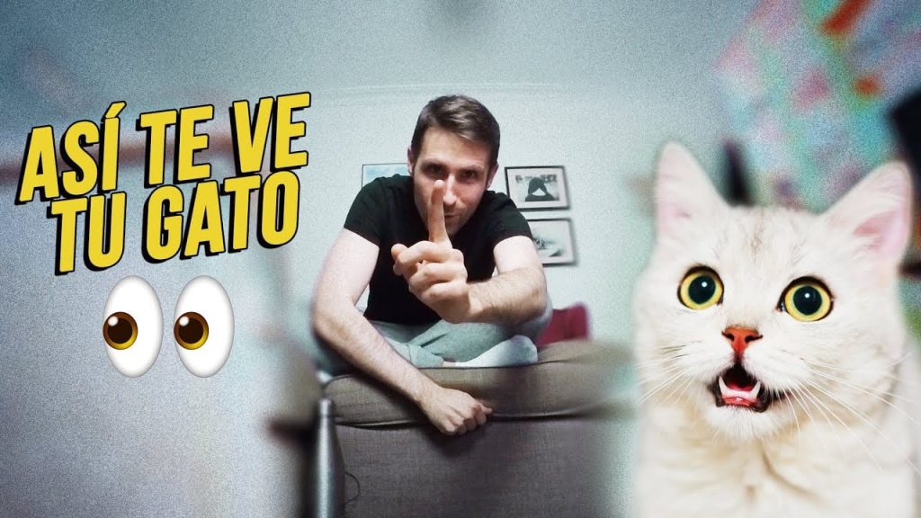 ¿Qué es lo que ven los gatos? 3