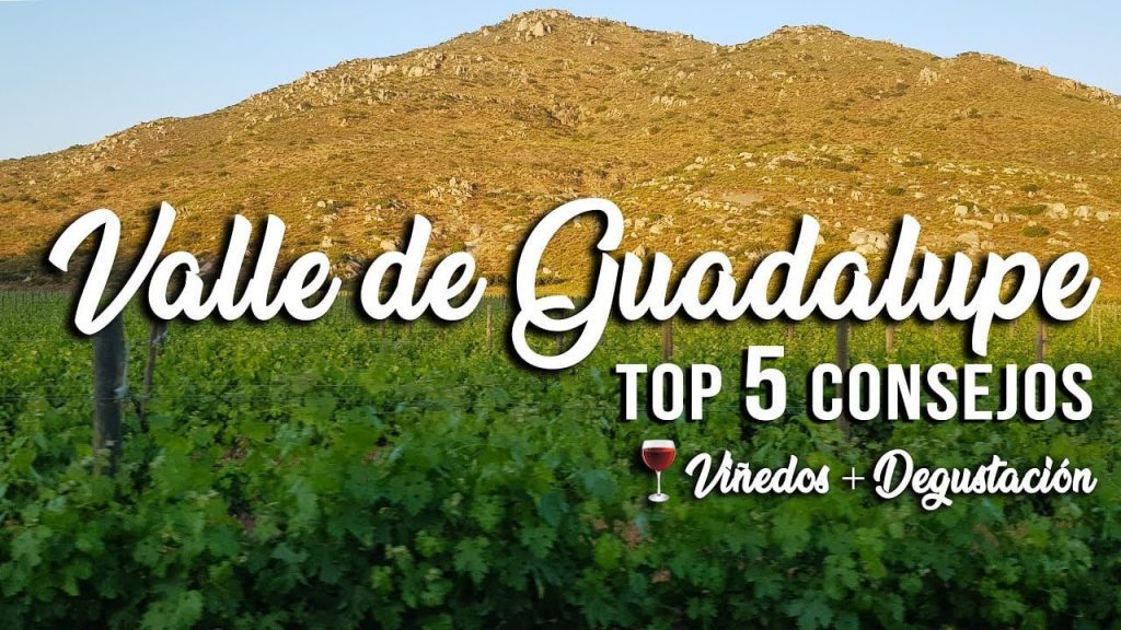 ¿Cuántas marcas de vinos hay en el Valle de Guadalupe? 1