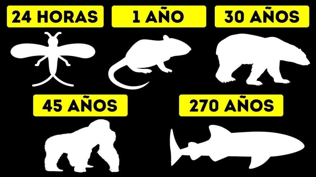 ¿Cuál es el animal que puede vivir más tiempo? 10