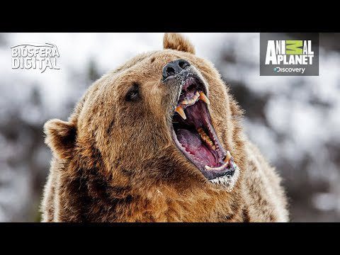 ¿Cuál es el oso más peligroso del mundo? 9