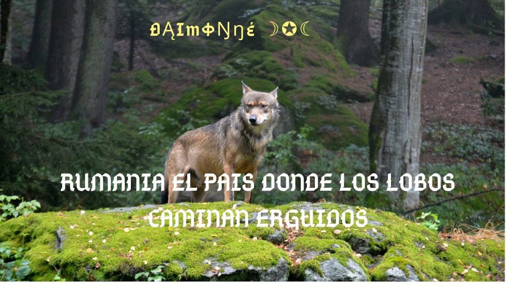 ¿Cuántos lobos hay en Rumanía? 12