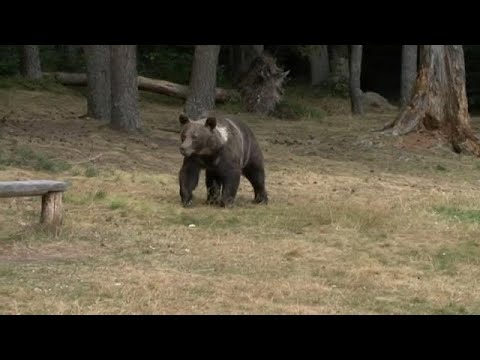 ¿Cuántos osos hay en Rumanía? 11