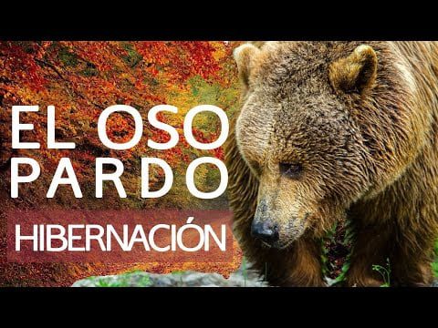 ¿Dónde duermen los osos? 4