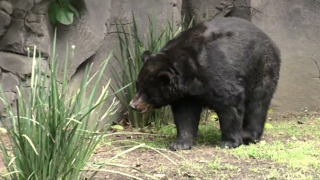 ¿Qué comen los osos de Monterrey? 4
