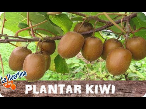 ¿Cuándo empieza a florecer el kiwi? 4