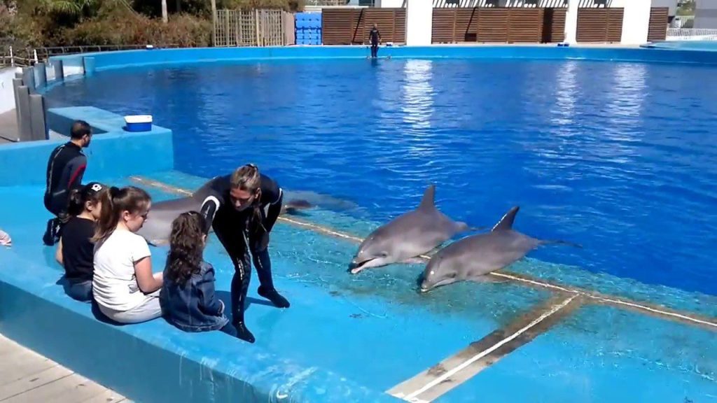 ¿Dónde hay delfines en España? 7