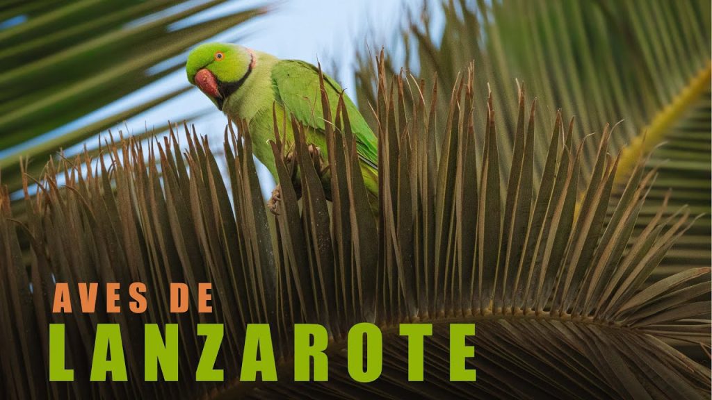 ¿Qué animal representa Lanzarote? 3